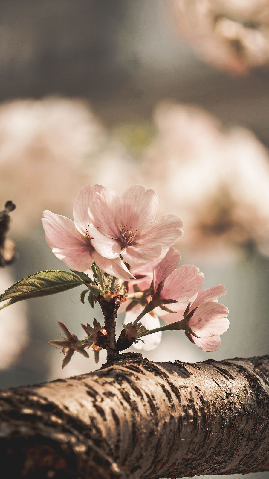Almond Blossom