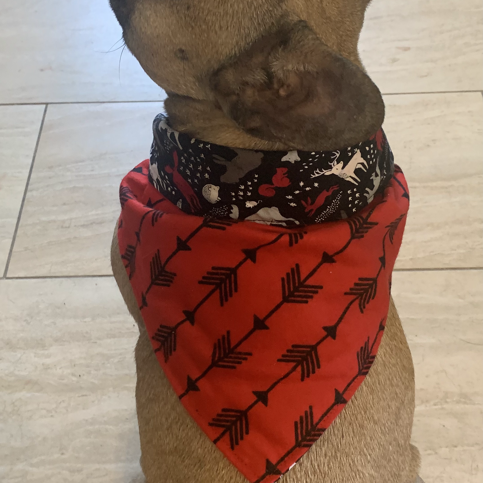 Thumbnail: Dog Bandana
