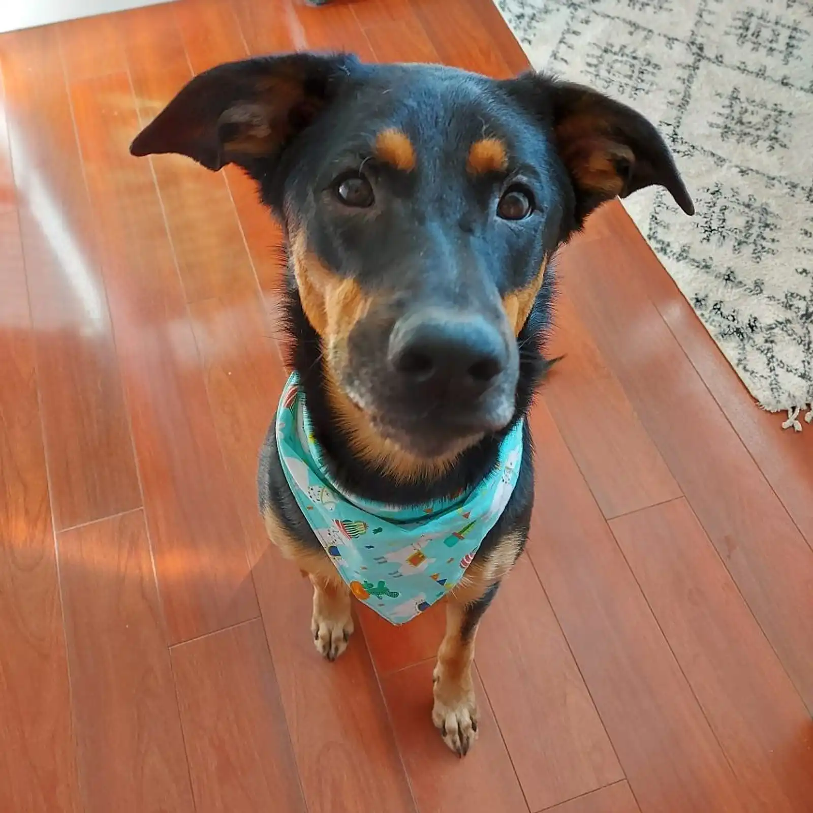 Thumbnail: Dog Bandana