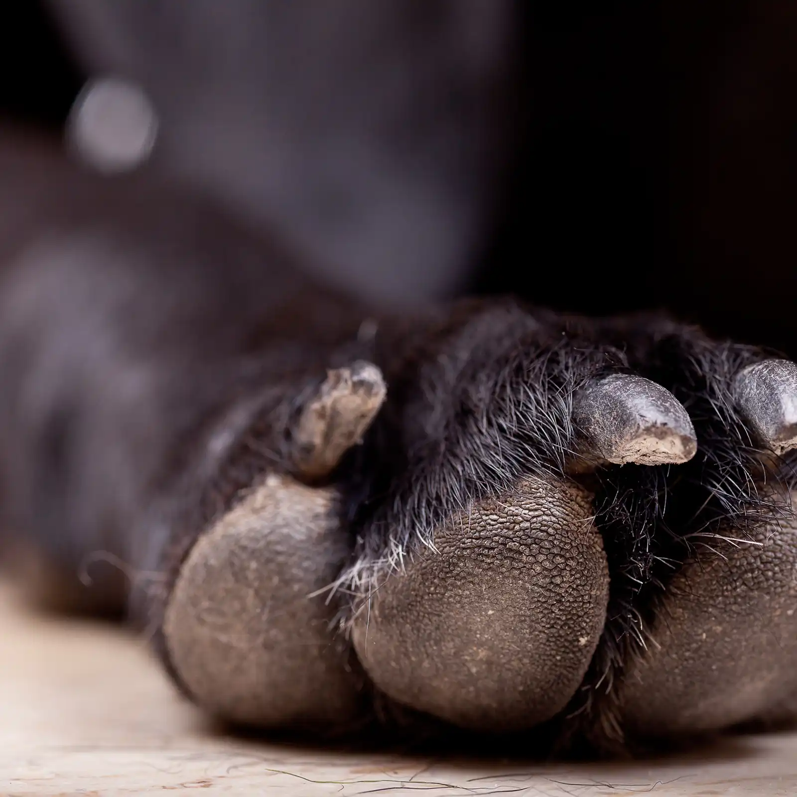 Thumbnail: Snoot and Paw Butter
